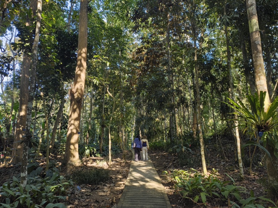 西双版纳热带植物园雨林：高大的乔木与层叠的藤蔓绿植